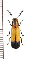 ベニボタル擬態のカッコウムシの一種　Cleridae species　ボツワナ