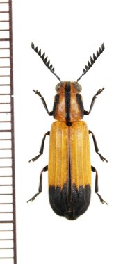 ベニボタル擬態のカッコウムシの一種　Cleridae species　ボツワナ