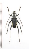 キベリカタビロハナカミキリ　♂　埼玉県