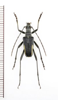 キベリカタビロハナカミキリ　♂　埼玉県