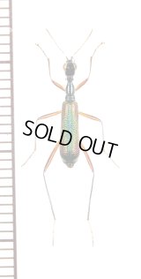 クビナガハンミョウの一種　Neocollyris species　♂　ベトナム北東部