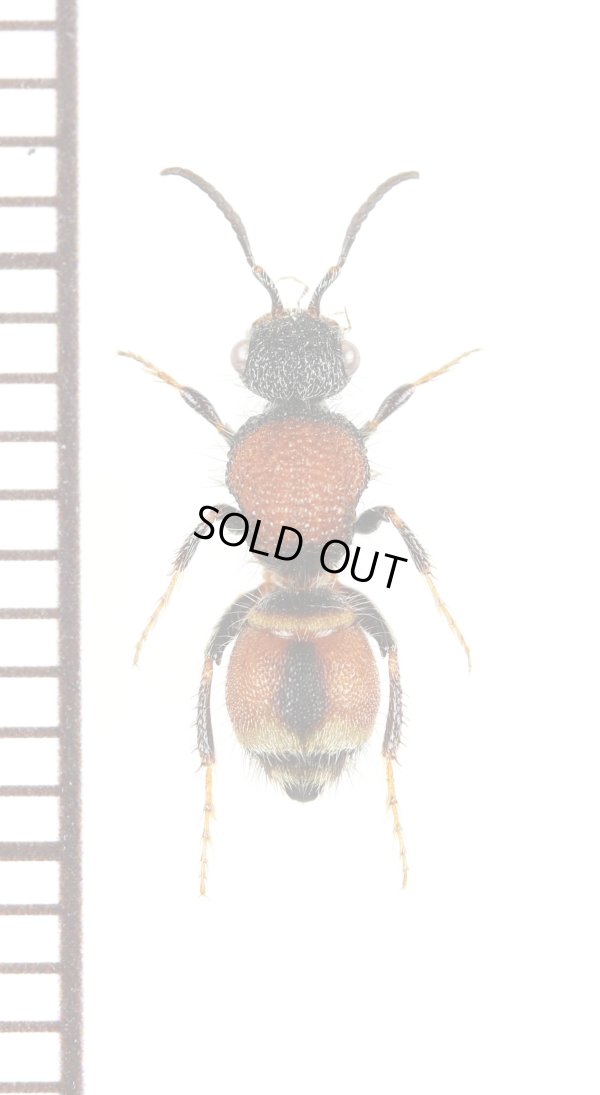画像1: アリバチの一種　Mutillidae species　♀　オーストラリア
