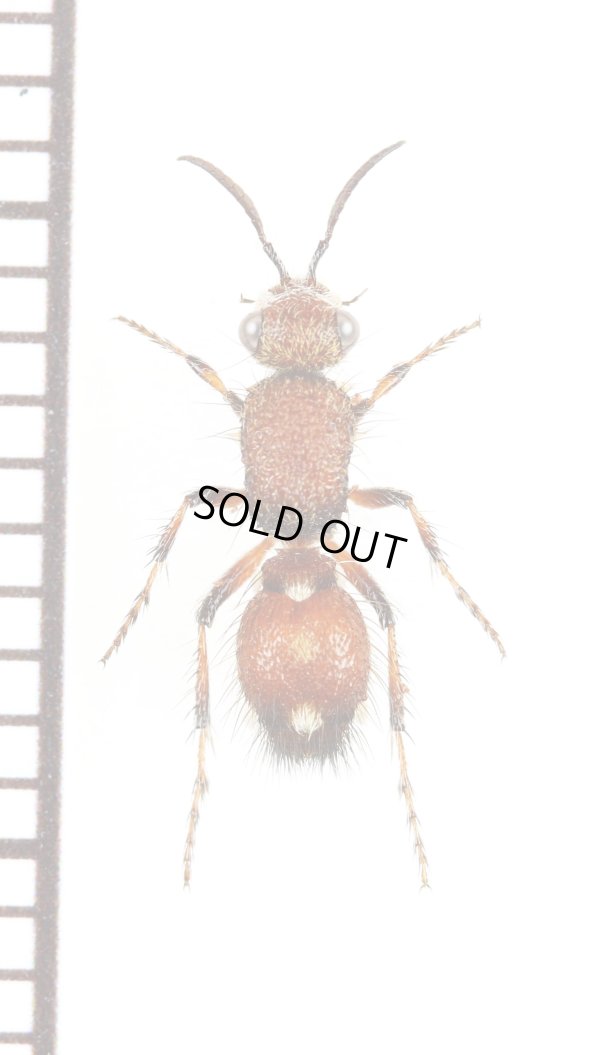 画像1: アリバチの一種　Mutillidae species　♀　オーストラリア