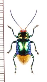 ハムシの一種　Promechus sp.　インドネシア（ワイゲオ島）