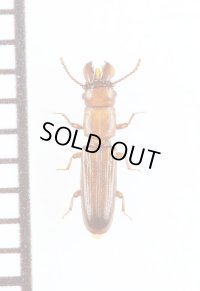 デバヒラタムシの一種　Prostomis mandibularis　チェコ