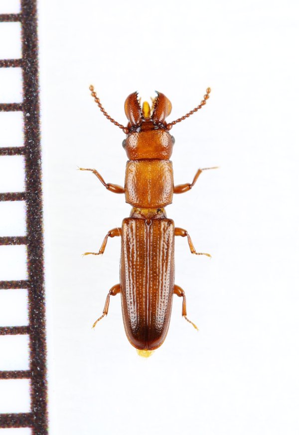 画像1: デバヒラタムシの一種　Prostomis mandibularis　チェコ