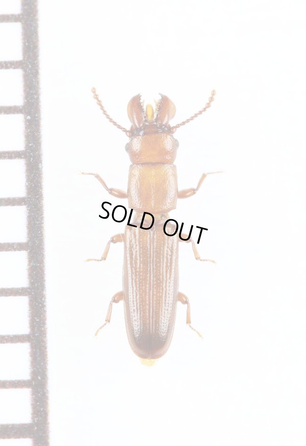 画像1: デバヒラタムシの一種　Prostomis mandibularis　チェコ