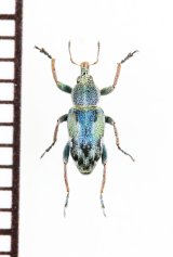 ゾウムシの一種　Coniatus tamarisci　イタリア