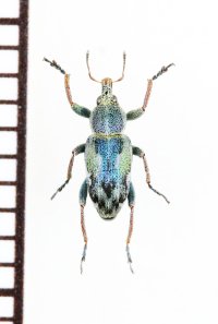ゾウムシの一種　Coniatus tamarisci　イタリア
