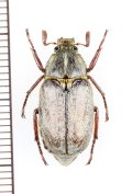 コフキコガネの一種　Anoxia caphtor　ギリシャ