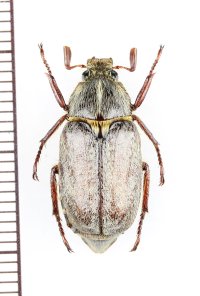 コフキコガネの一種　Anoxia caphtor　ギリシャ