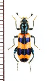 カッコウムシの一種 　Trichodes apiarius　ギリシャ