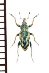 ゾウムシの一種　Coniatus tamarisci　イタリア