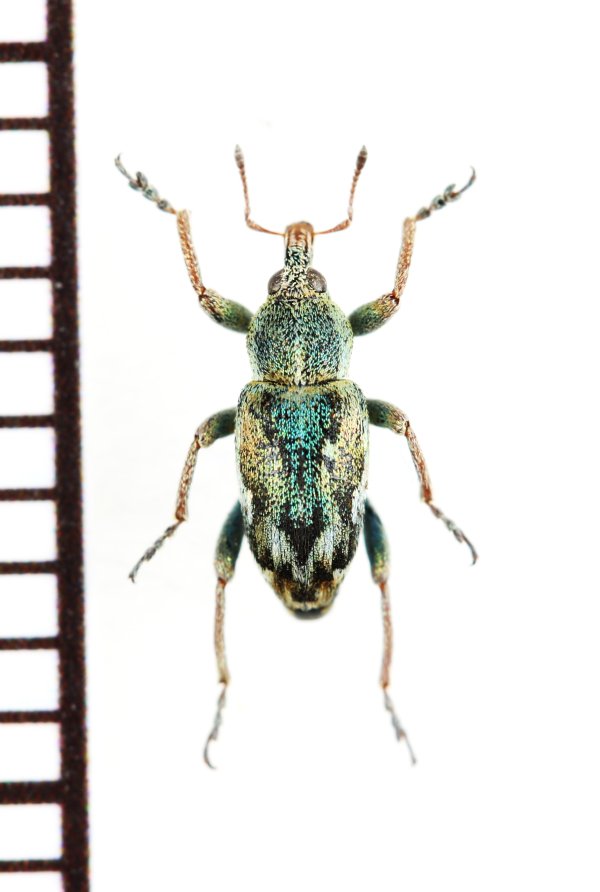 画像1: ゾウムシの一種　Coniatus tamarisci　イタリア