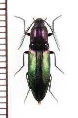 コメツキムシの一種　Ctenicera cuprea　♂　チェコ