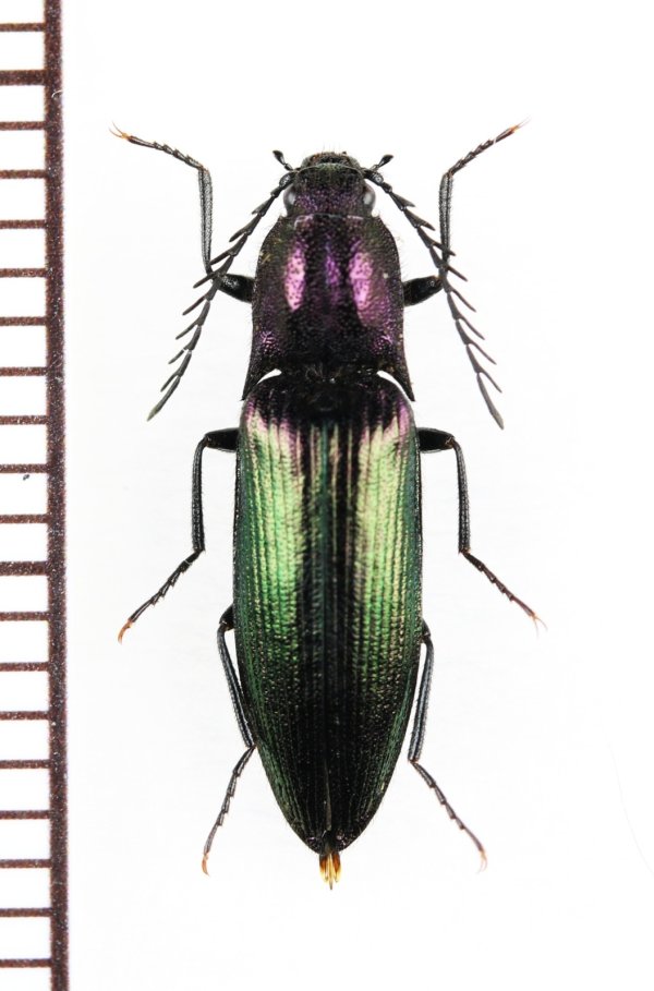 画像1: コメツキムシの一種　Ctenicera cuprea　♂　チェコ