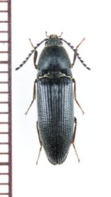 コメツキムシの一種　Melanotus punctolineatus　チェコ