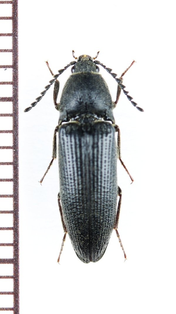 画像1: コメツキムシの一種　Melanotus punctolineatus　チェコ