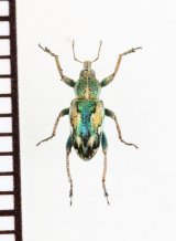ゾウムシの一種　Coniatus tamarisci　イタリア