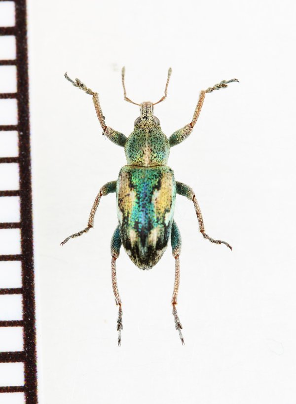 画像1: ゾウムシの一種　Coniatus tamarisci　イタリア