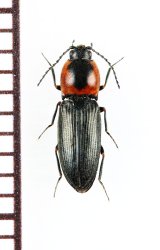 コメツキムシの一種　Cardiophorus discicollis　チェコ