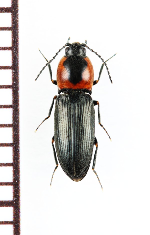 画像1: コメツキムシの一種　Cardiophorus discicollis　チェコ