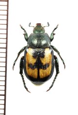 コガネムシの一種　Anisoplia agricola　♂　チェコ