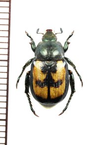 コガネムシの一種　Anisoplia agricola　♂　チェコ