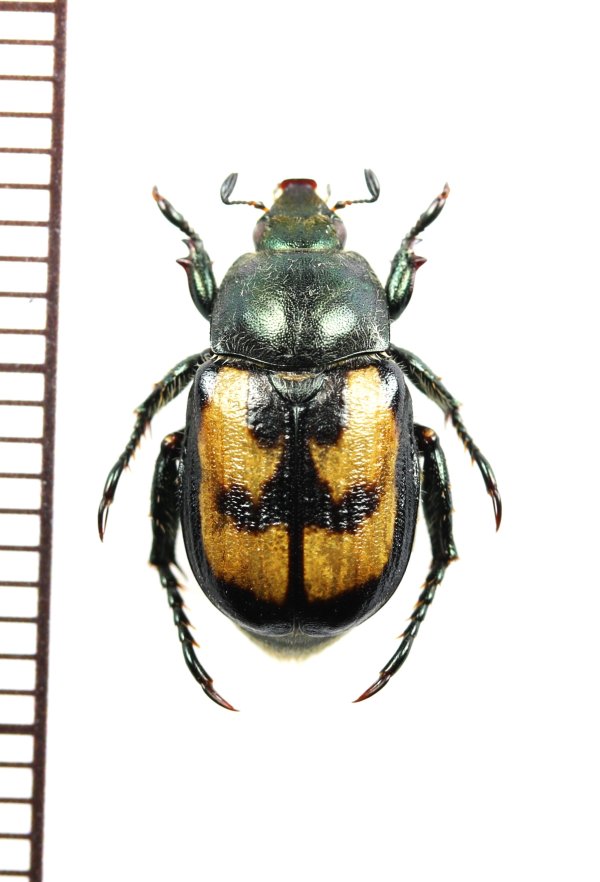 画像1: コガネムシの一種　Anisoplia agricola　♂　チェコ