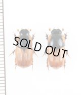 マグソコガネの一種　Coprimorphus scrutator　ペア　スロバキア