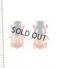 マグソコガネの一種　Coprimorphus scrutator　ペア　スロバキア