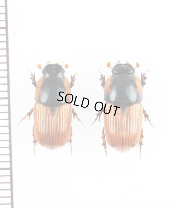 画像1: マグソコガネの一種　Coprimorphus scrutator　ペア　スロバキア
