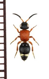 アリバチの一種　Mutillidae species　♀   ベトナム南部