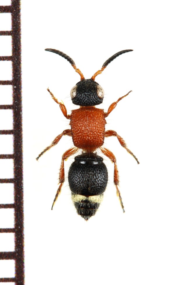 画像1: アリバチの一種　Mutillidae species　♀   ベトナム南部