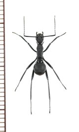 アリの一種　Formicidae species　♀   ベトナム南部