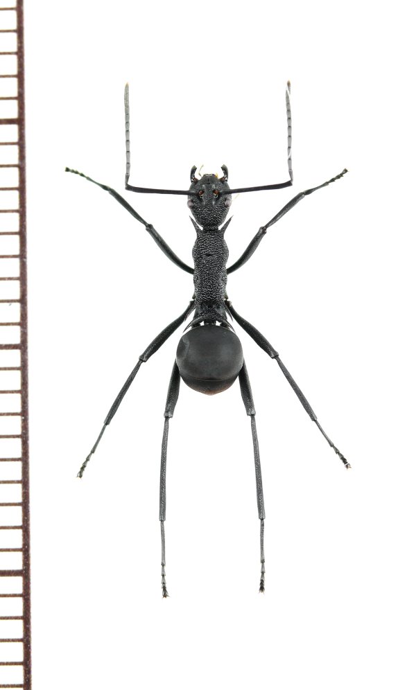 画像1: アリの一種　Formicidae species　♀   ベトナム南部