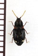 好蟻性コメツキムシの一種　Agroeus sp.　ベトナム南部