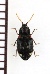 好蟻性コメツキムシの一種　Agroeus sp.　ベトナム南部