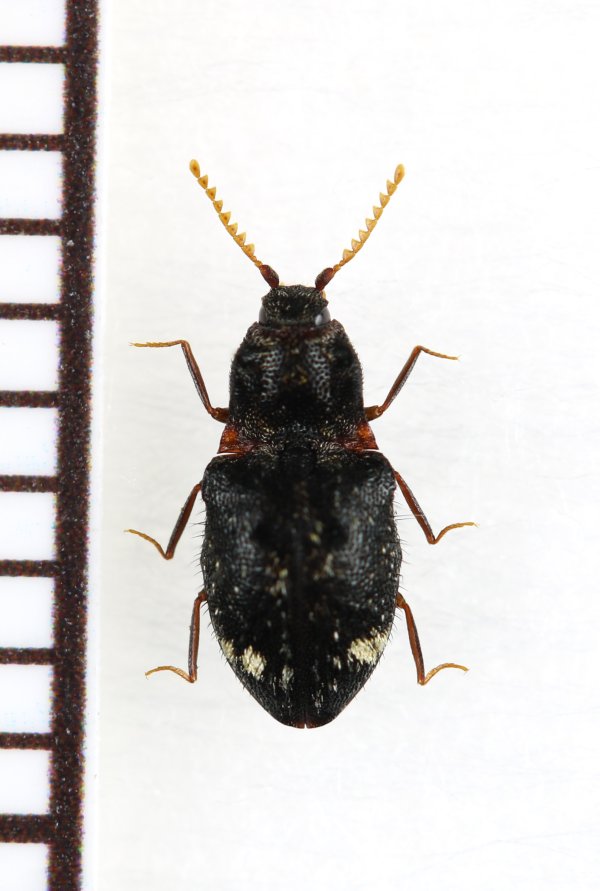 画像1: 好蟻性コメツキムシの一種　Agroeus sp.　ベトナム南部