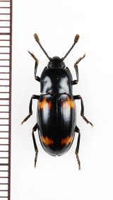 オオキノコムシ擬態のゴミムシダマシの一種　Tenebrionidae species　ベトナム北東部