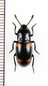 オオキノコムシ擬態のゴミムシダマシの一種　Tenebrionidae species　ベトナム北東部