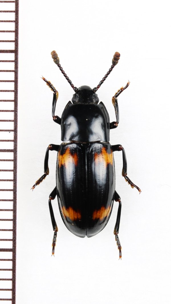 画像1: オオキノコムシ擬態のゴミムシダマシの一種　Tenebrionidae species　ベトナム北東部