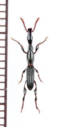 ミツギリゾウムシの一種　Brentidae species　ベトナム北東部