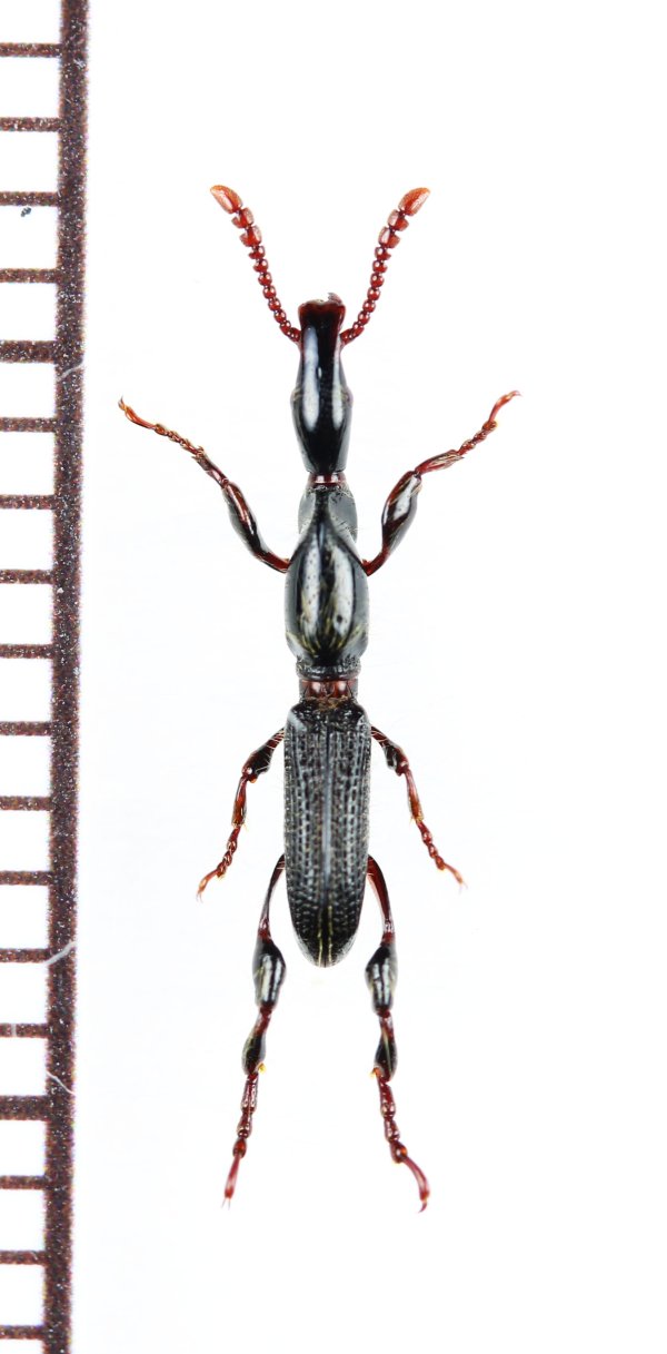 画像1: ミツギリゾウムシの一種　Brentidae species　ベトナム北東部