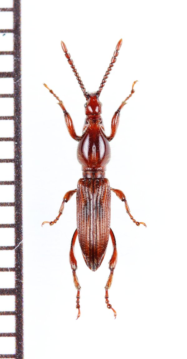 画像1: ミツギリゾウムシの一種　Brentidae species　ベトナム北東部