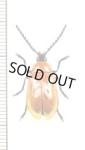 ナガフナガタムシの一種　Metallidascillus sp.　ベトナム北東部