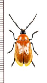 ナガフナガタムシの一種　Metallidascillus sp.　ベトナム北東部