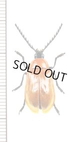 ナガフナガタムシの一種　Metallidascillus sp.　ベトナム北東部