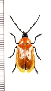 ナガフナガタムシの一種　Metallidascillus sp.　ベトナム北東部