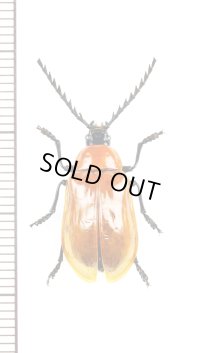 ナガフナガタムシの一種　Metallidascillus sp.　ベトナム北東部